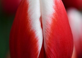 Tulipa Energy4all ® (3)